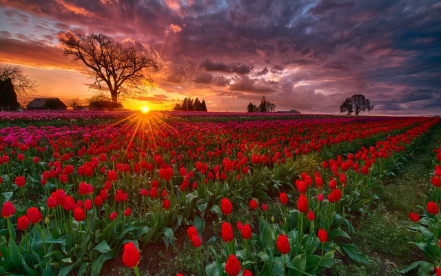 Flower field sunset clouds tree free wallpaper for desktop - medium preview image