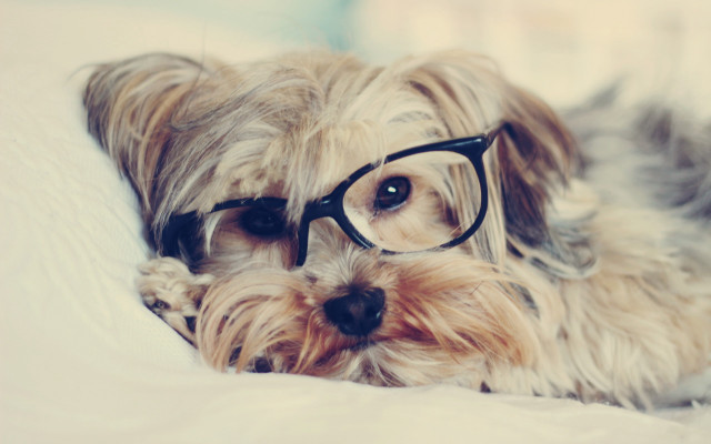 Dog glasses bed furry photo free wallpaper for desktop - medium preview image