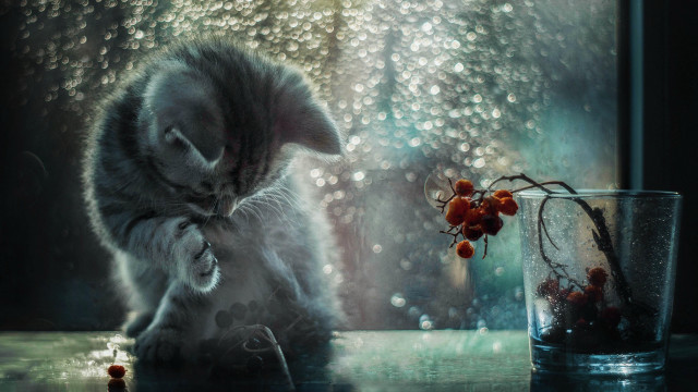 Cat glass water flower table free wallpaper for desktop - medium preview image