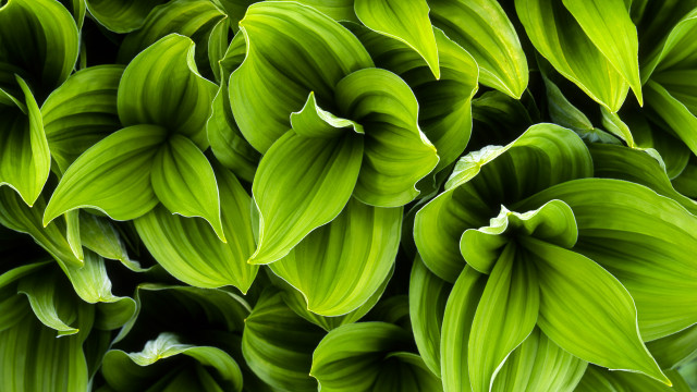 Green leaves white tips macro free wallpaper for desktop - medium preview image