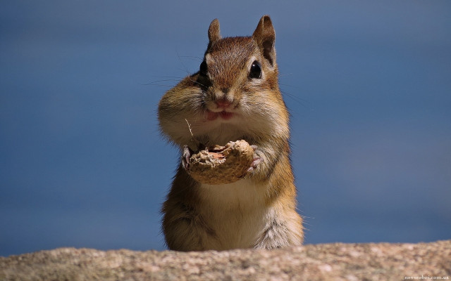 Squirrel peanut rockwall blue sky free wallpaper for desktop - medium preview image
