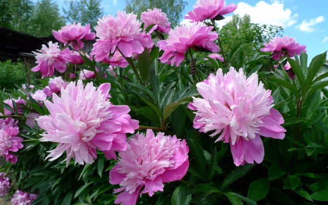 Pink flowers garden blue sky free wallpaper for desktop - medium preview image