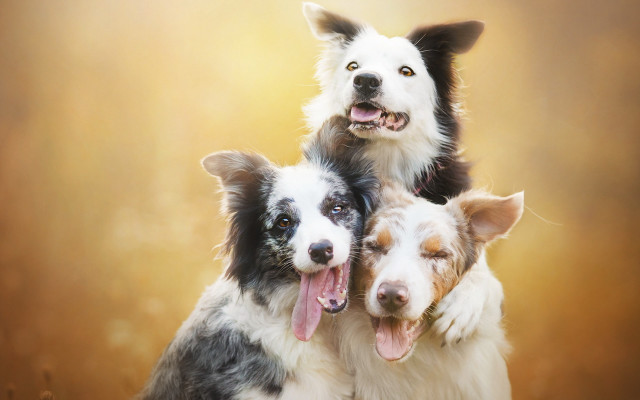 Three dogs smiling renaissance award free wallpaper for desktop - medium preview image