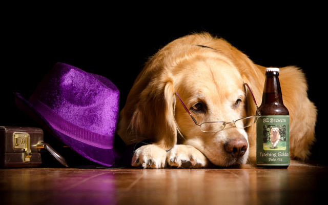 Dog glasses purple hat beer free wallpaper for desktop - medium preview image