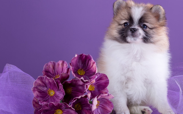 Small dog flower bouquet purple free wallpaper for desktop - medium preview image