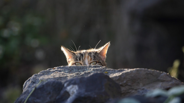 Cat rock portrait sharp focus free wallpaper for desktop - medium preview image