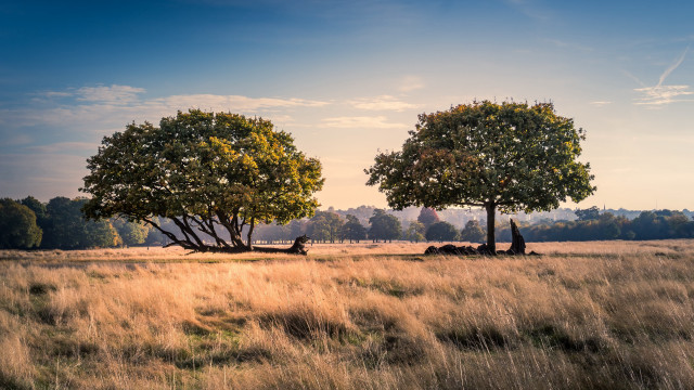 Two trees field sky clouds free wallpaper for desktop - medium preview image