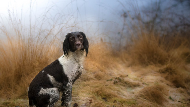 Dog field tallgrass sky blurry free wallpaper for desktop - medium preview image