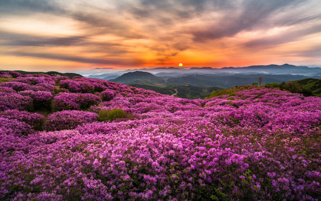Purple flower field sunset mountains free wallpaper for desktop - medium preview image