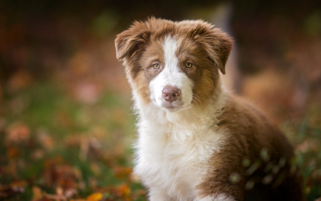 Dog leaves grass blurry bokeh free wallpaper for desktop - medium preview image