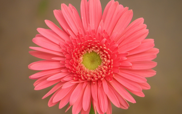 Pink flower vase green center free wallpaper for desktop - medium preview image