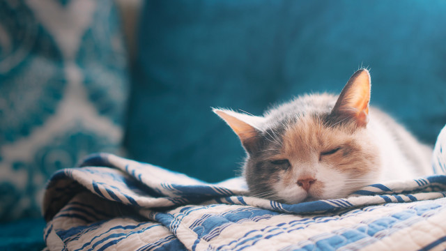 Cat sleeping blanket couch blurry free wallpaper for desktop - medium preview image