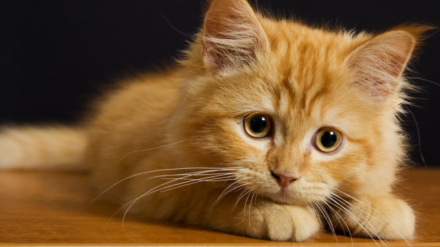Small orange kitten on table free wallpaper for desktop - medium preview image