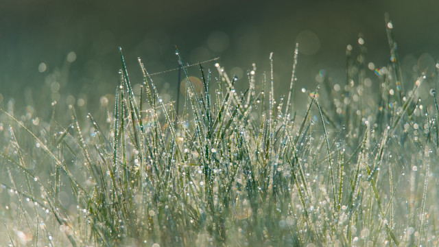 Dew grass nature macro forest free wallpaper for desktop - medium preview image
