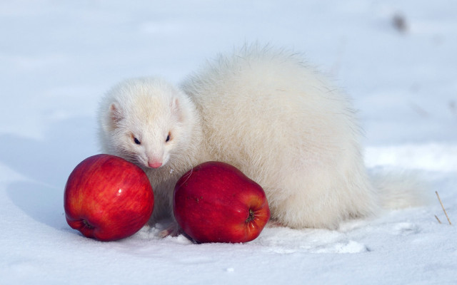White animal red apples snow free wallpaper for desktop - medium preview image