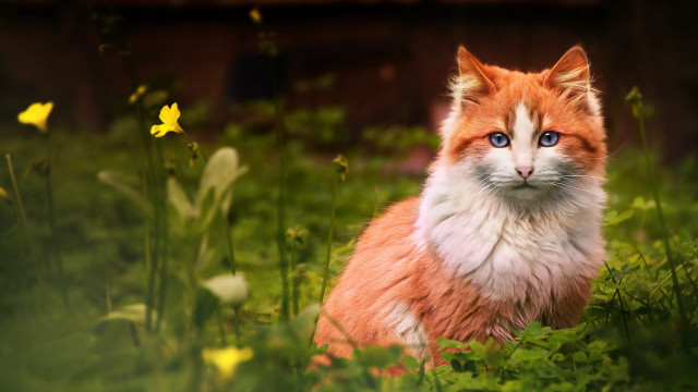 Cat flower field blue eyes free wallpaper for desktop - medium preview image
