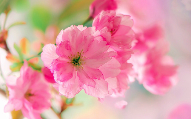 Pink flower macro blurry background #15 free wallpaper for desktop - medium preview image