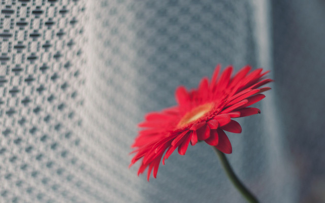 Red flower white cloth blurry free wallpaper for desktop - medium preview image