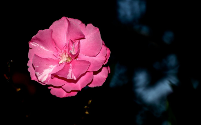 Pink flower blooming night macro free wallpaper for desktop - medium preview image