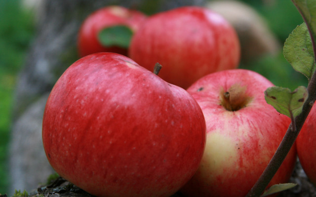 Apples branch leaves macro naturalism free wallpaper for desktop - medium preview image