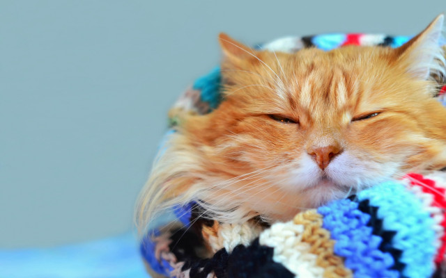 Cat sleeping blanket pillow blue free wallpaper for desktop - medium preview image
