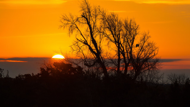Sunset tree bird clouds autumn free wallpaper for desktop - medium preview image