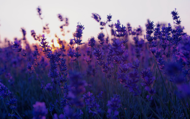 Lavender sunset field autumn leaves free wallpaper for desktop - medium preview image