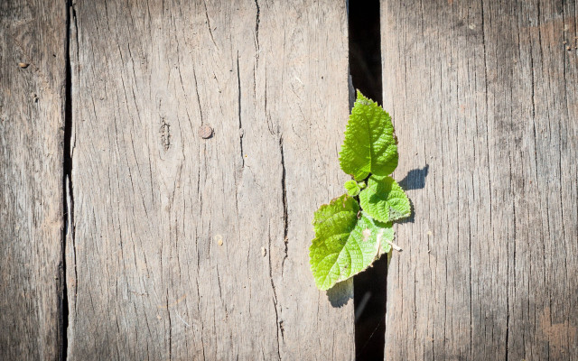 Green plant wooden planks shadow free wallpaper for desktop - medium preview image