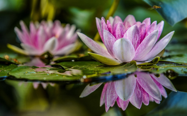 Pink flower lily butterfly bee free wallpaper for desktop - medium preview image
