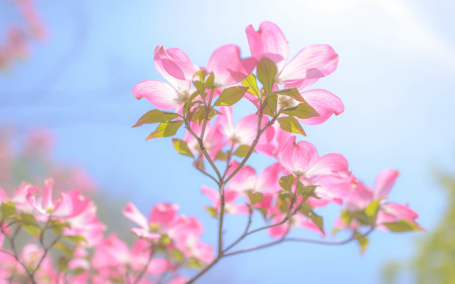Pink flower blooming branch blue #2 free wallpaper for desktop - medium preview image
