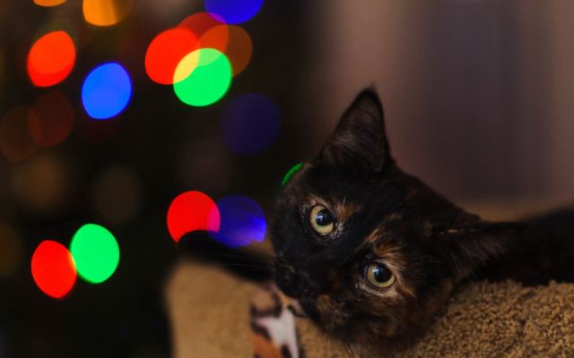 Cat christmas impressionism bokeh tiltshift free wallpaper for desktop - medium preview image
