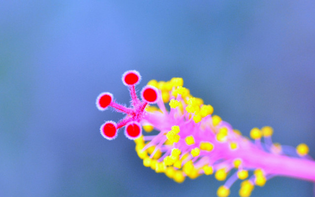 Flower red yellow tips blue free wallpaper for desktop - medium preview image