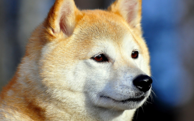 Dog closeup blurry background red free wallpaper for desktop - medium preview image