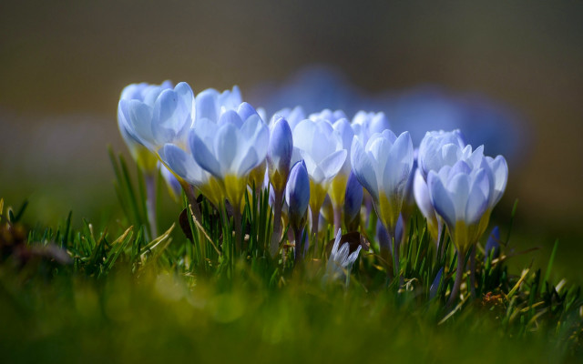 Blue flower field macro nature free wallpaper for desktop - medium preview image