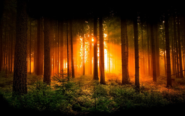 Forest light fog sunset autumn free wallpaper for desktop - medium preview image