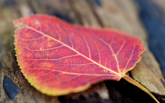 Red leaf wooden surface autumn free wallpaper for desktop - medium preview image