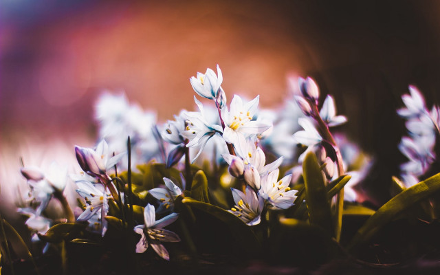 Flowers grass sunny blurry depth free wallpaper for desktop - medium preview image