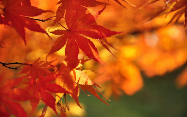 Tree red leaves autumn blurry free wallpaper for desktop - medium preview image