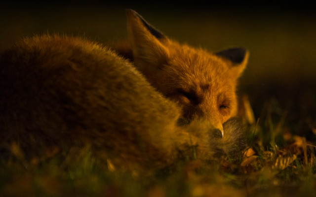 Fox laying grass looking distance free wallpaper for desktop - medium preview image