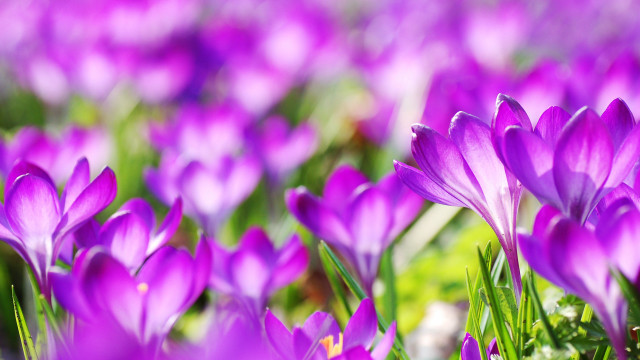 Purple flower field bokeh macro #4 free wallpaper for desktop - medium preview image