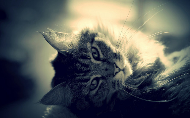 Cat laying pillow portrait animal free wallpaper for desktop - medium preview image