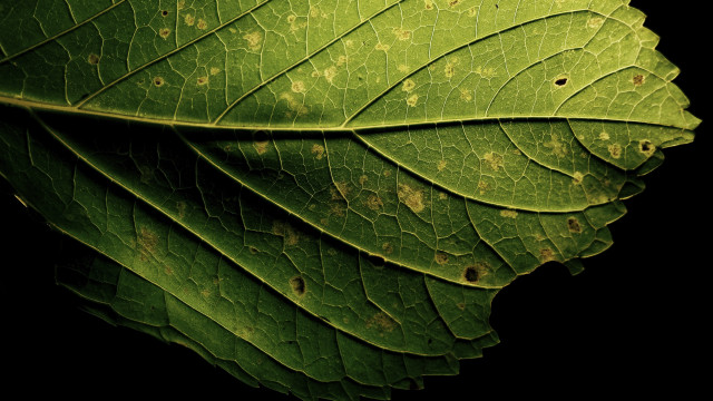 Green leaf brown spots black free wallpaper for desktop - medium preview image