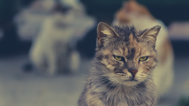 Cat sitting others angry yellow free wallpaper for desktop - medium preview image