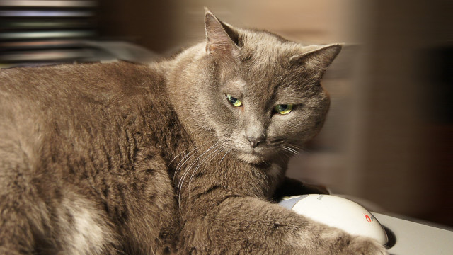 Cat desk mouse serious face free wallpaper for desktop - medium preview image