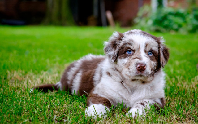 Puppy blue eye grass sad free wallpaper for desktop - medium preview image