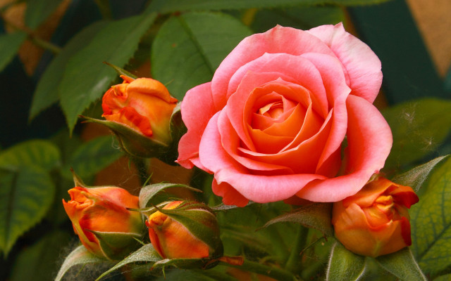 Pink rose orange garden blurry free wallpaper for desktop - medium preview image