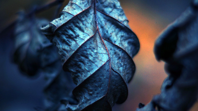 Dying leaf red vein macro free wallpaper for desktop - medium preview image