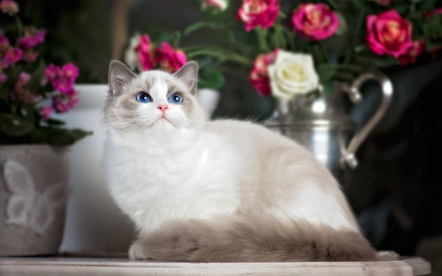 White cat flowers vase bokeh free wallpaper for desktop - medium preview image