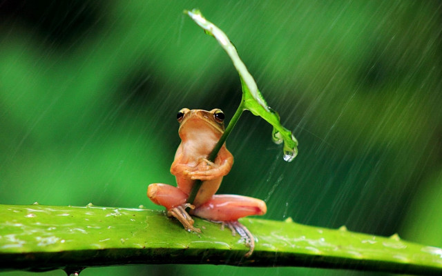 Frog leaf rain crossed head free wallpaper for desktop - medium preview image
