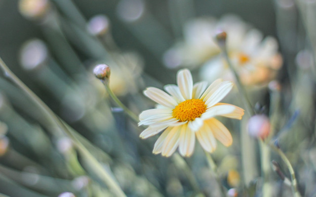 Daisy blurry background shallow depth free wallpaper for desktop - medium preview image